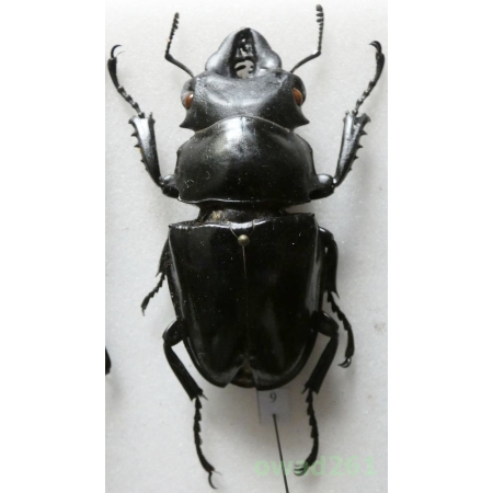 Odontolabis siva (Hope & Westwood, 1845) 61mm Vietnam9